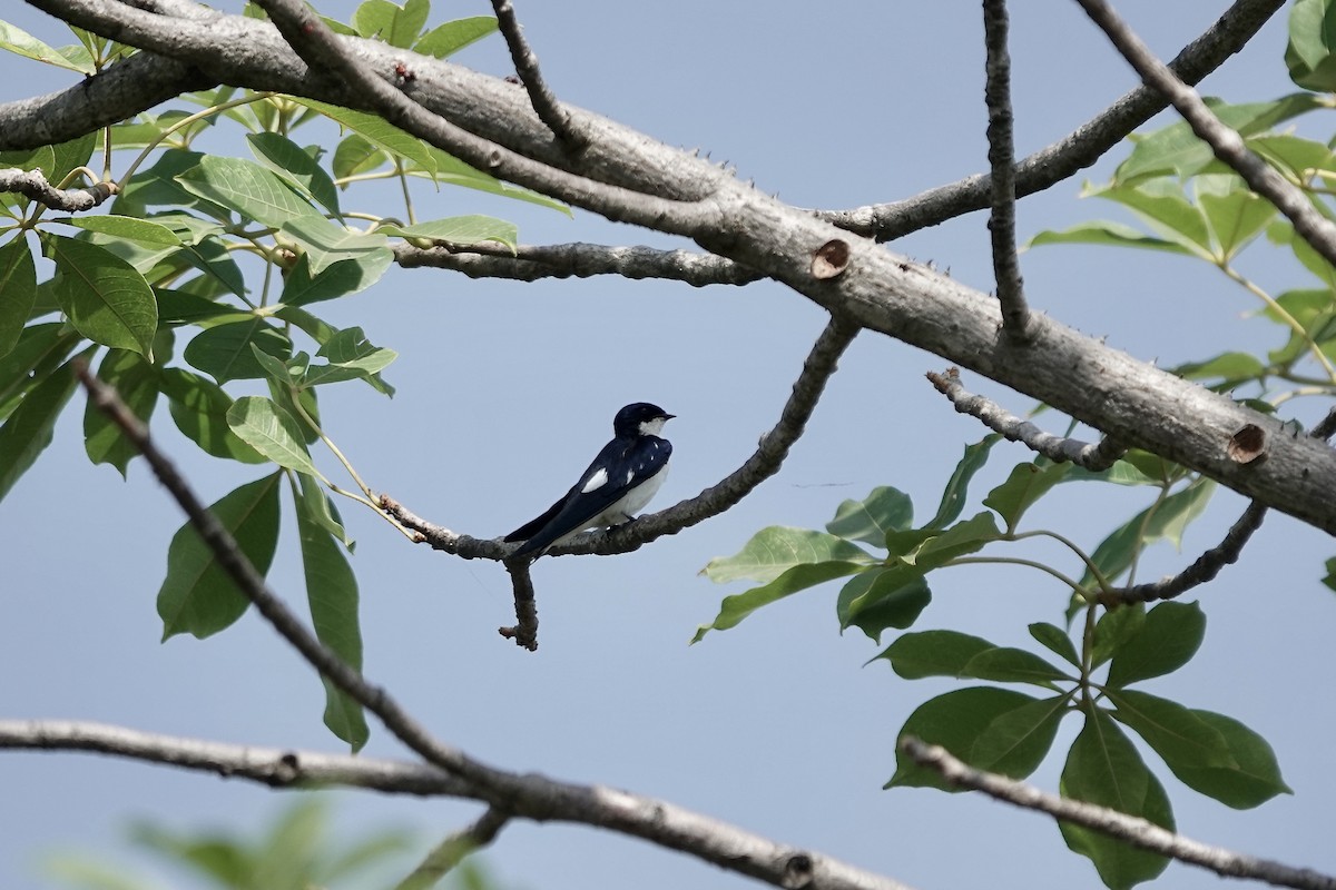 Pied-winged Swallow - ML632160498