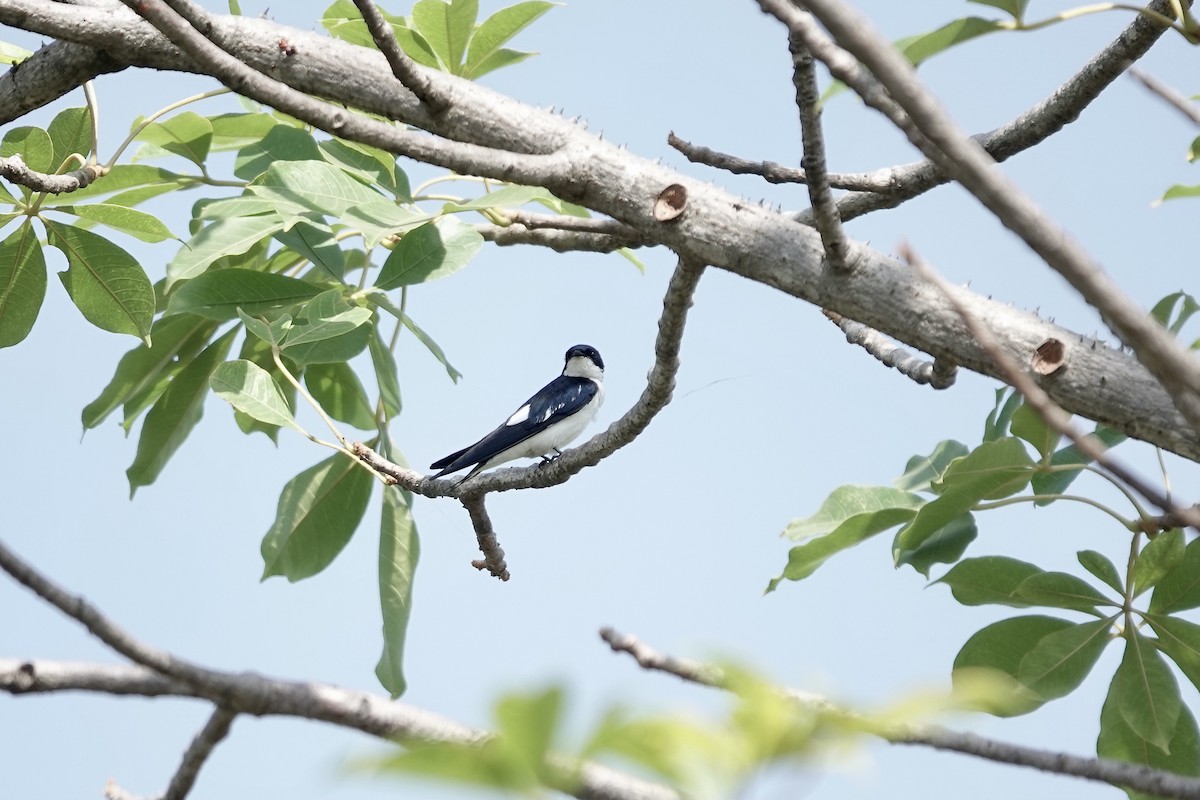 Pied-winged Swallow - ML632160507