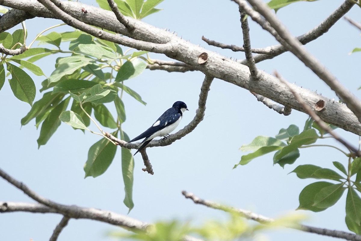Pied-winged Swallow - ML632160509