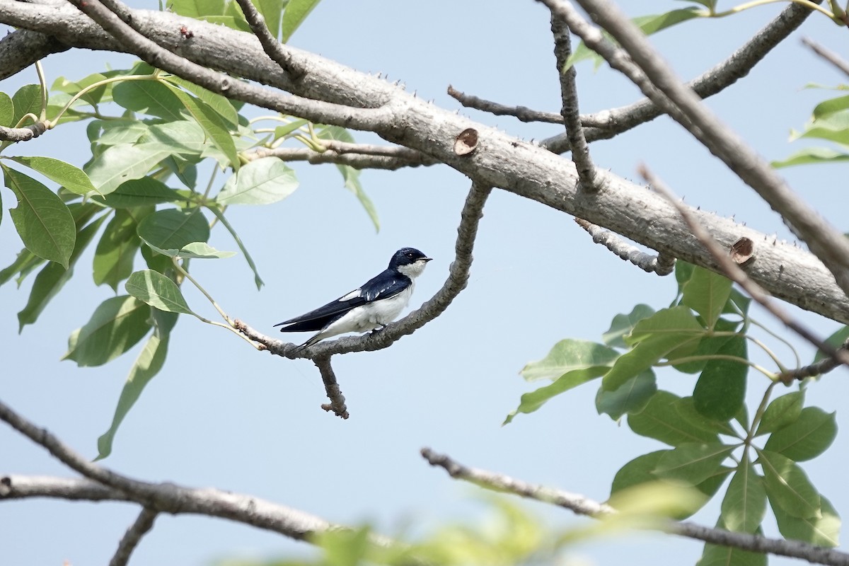Pied-winged Swallow - ML632160513