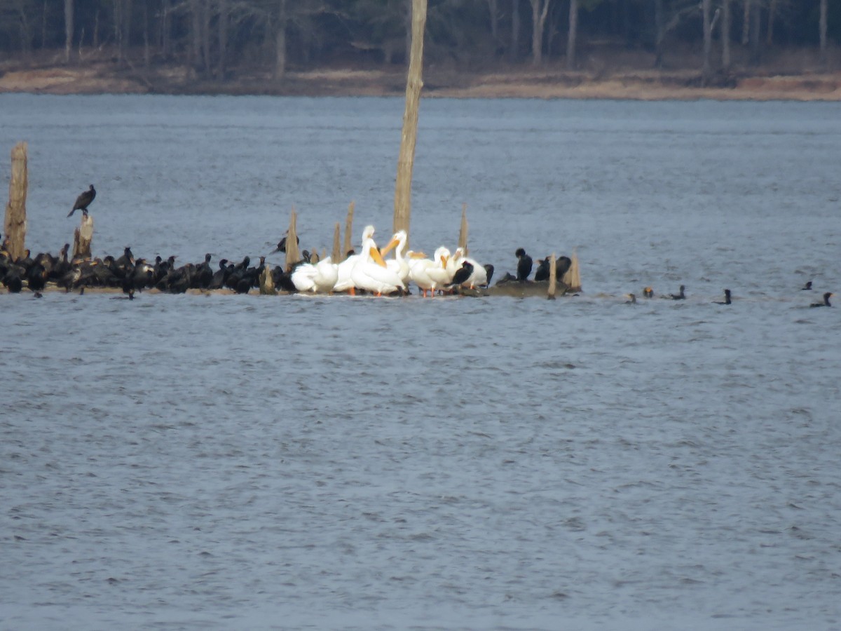 American White Pelican - ML632160578
