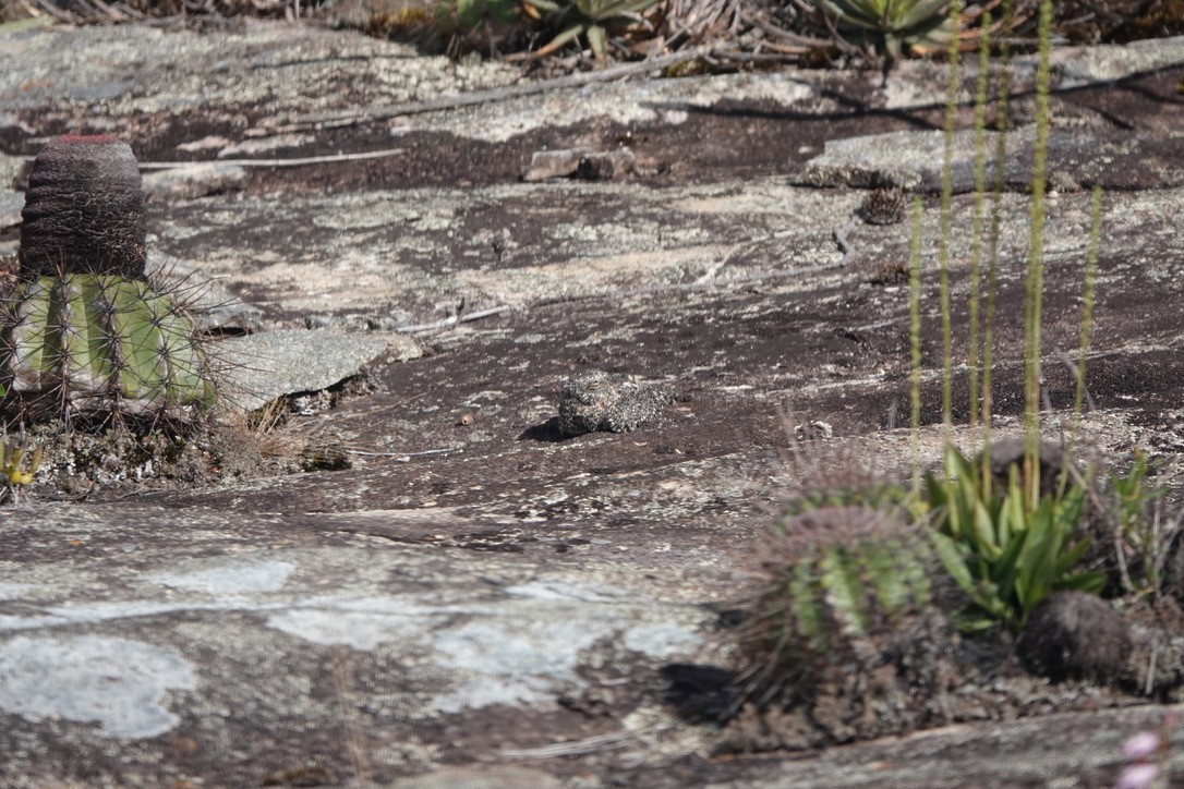 Pygmy Nightjar - ML632160761
