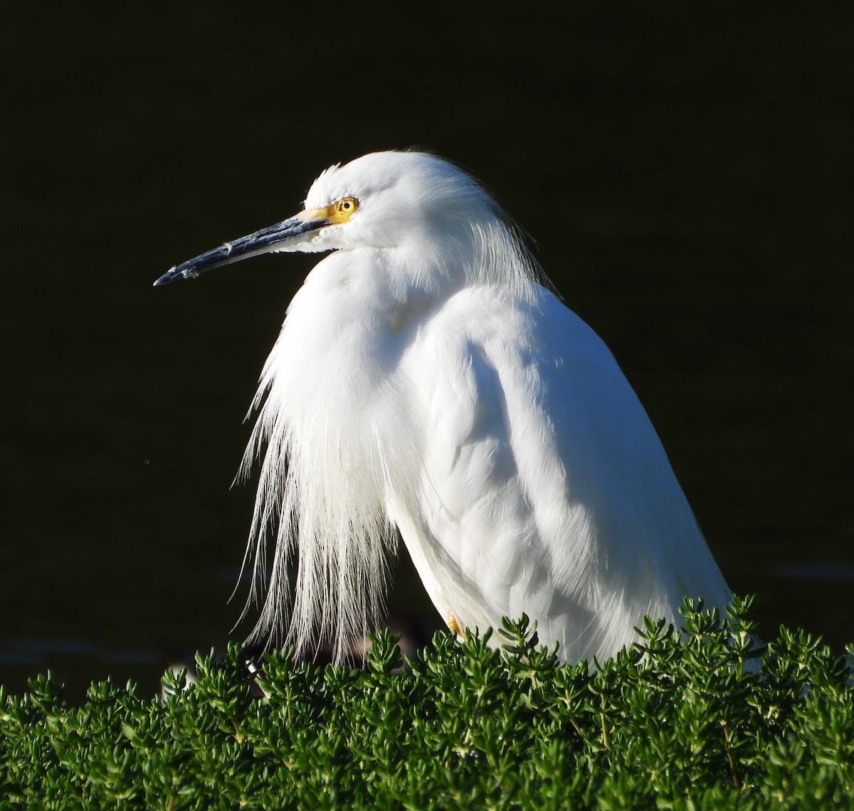 ユキコサギ - ML632161031