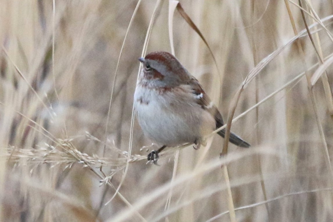 American Tree Sparrow - ML632161223