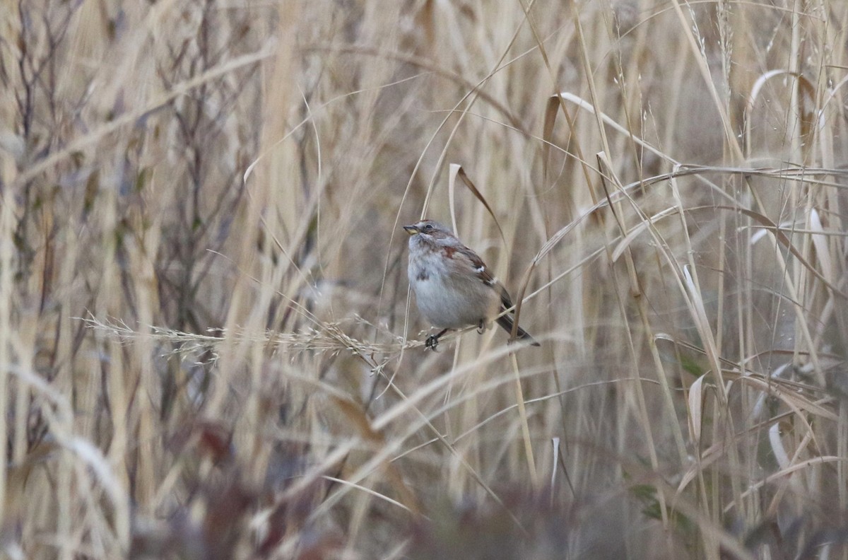 American Tree Sparrow - ML632161224