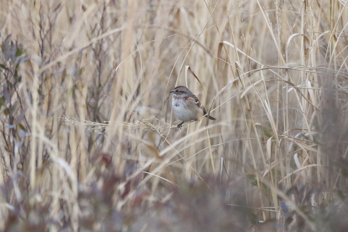 American Tree Sparrow - ML632161225