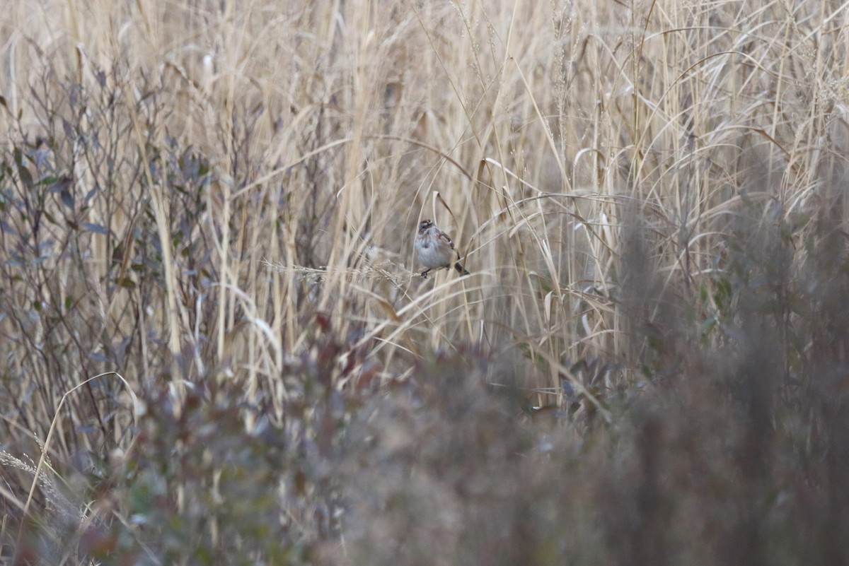 American Tree Sparrow - ML632161226