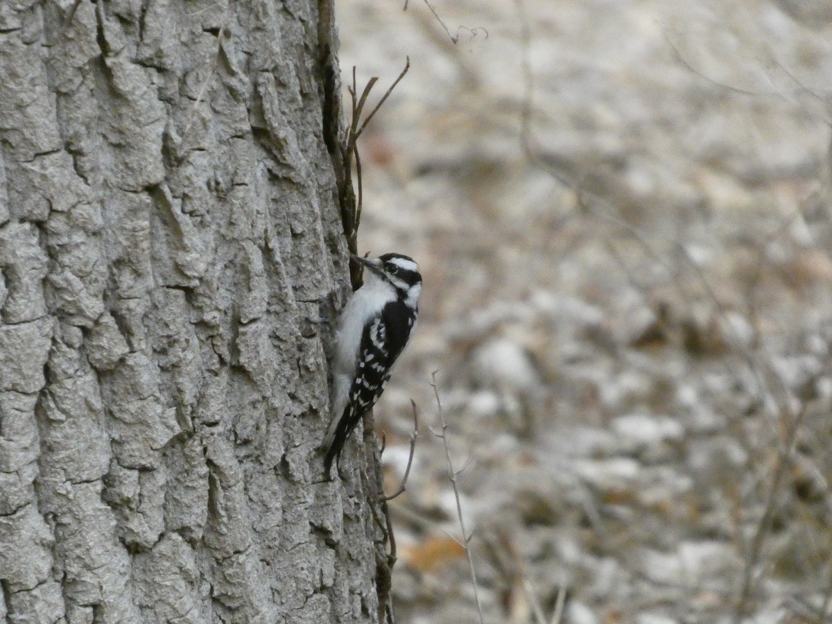 Downy Woodpecker - ML632161317