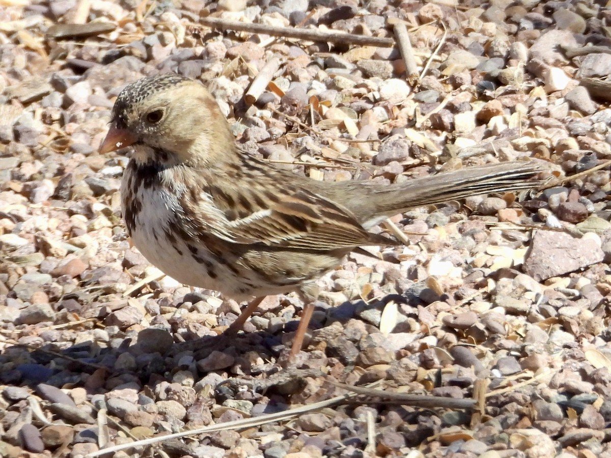 Harris's Sparrow - ML632161404