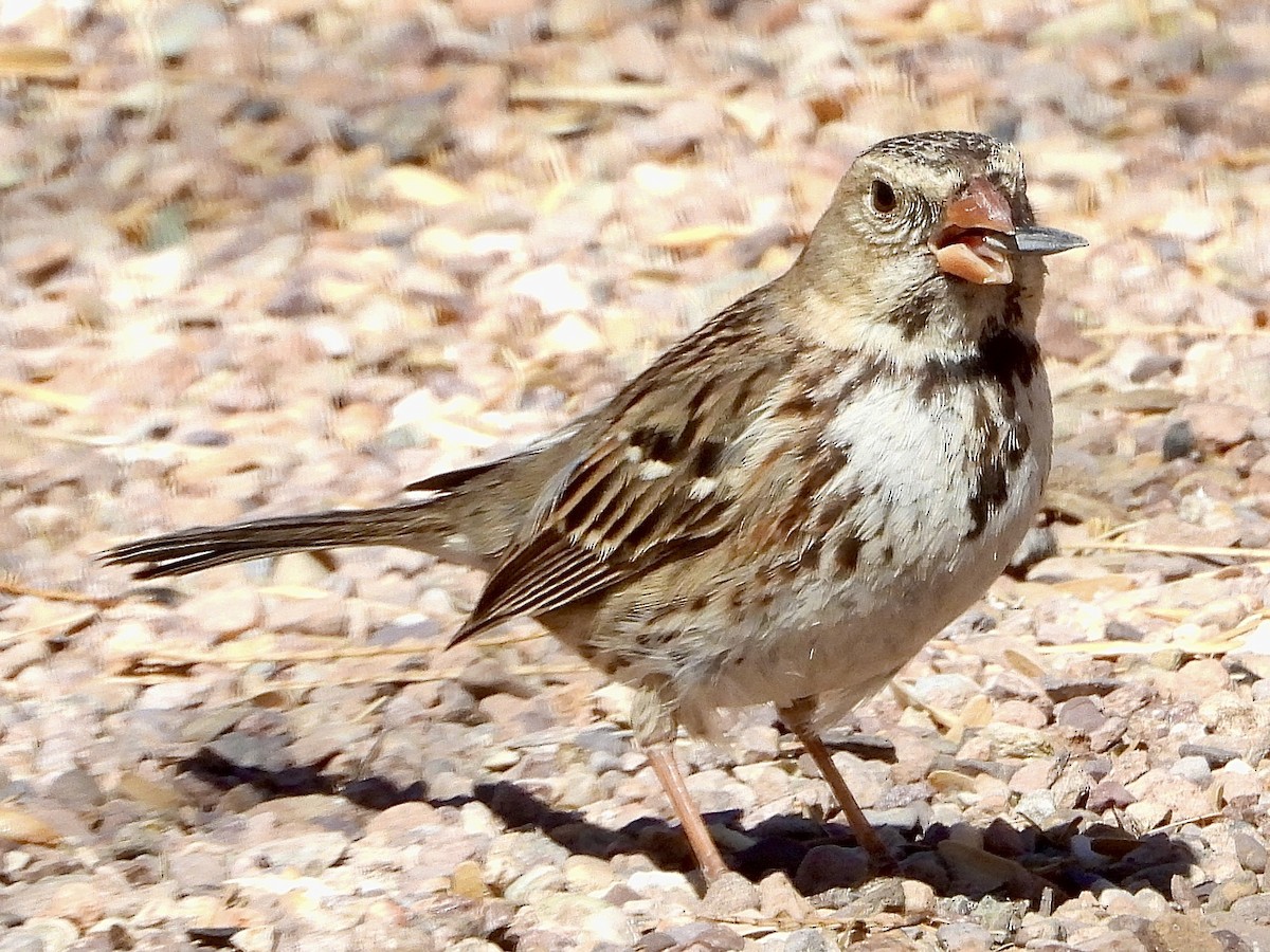 Harris's Sparrow - ML632161405