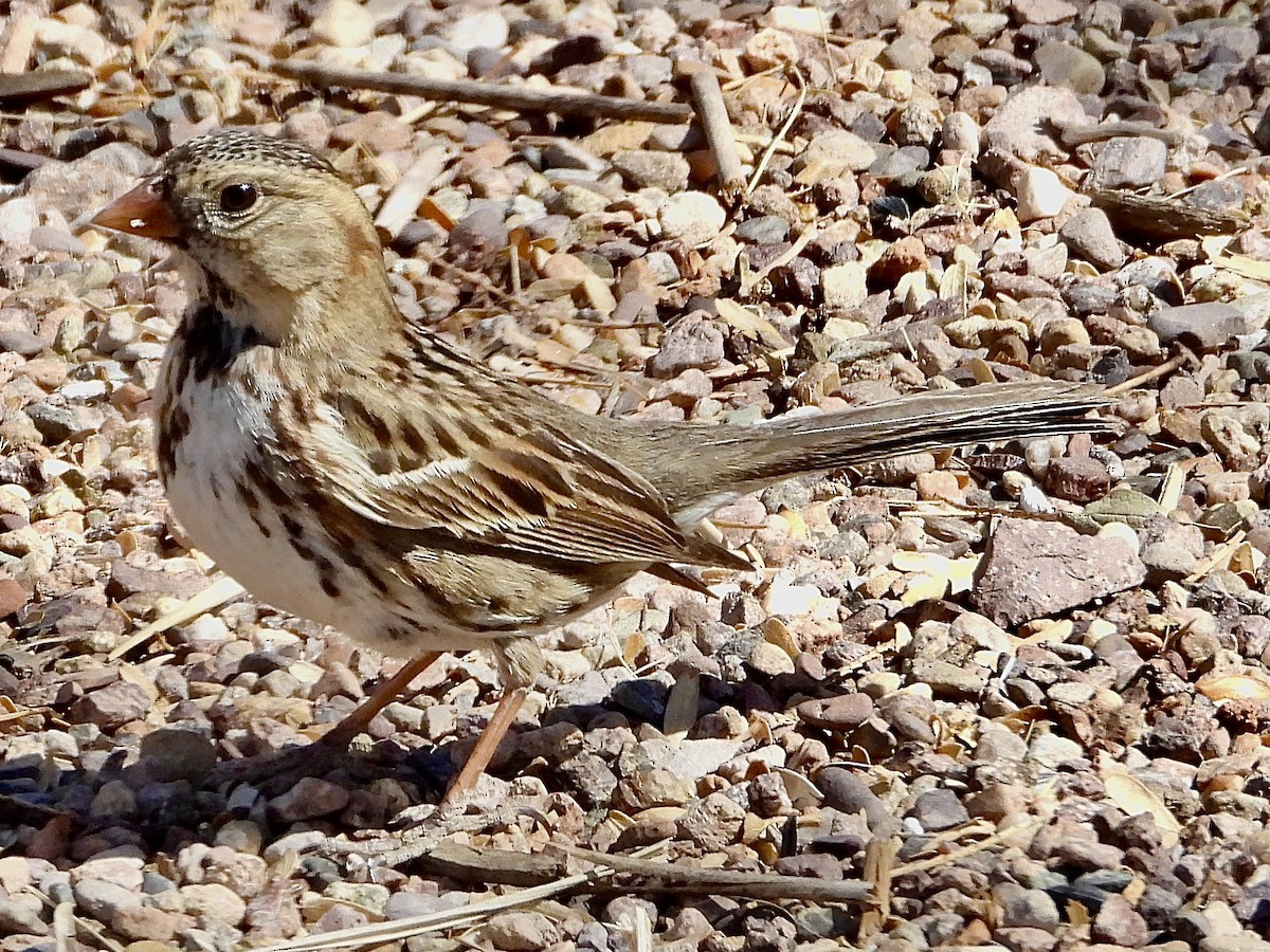 Harris's Sparrow - ML632161406
