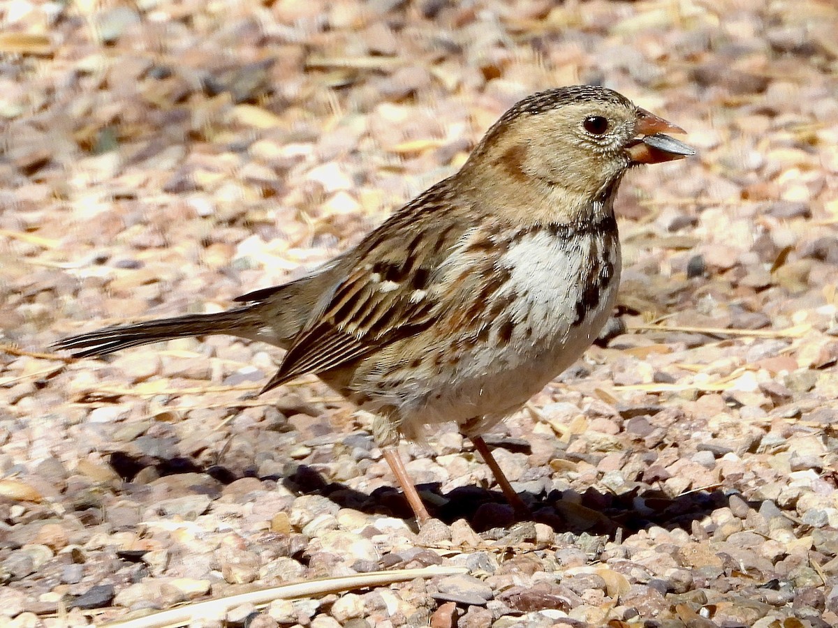 Harris's Sparrow - ML632161407