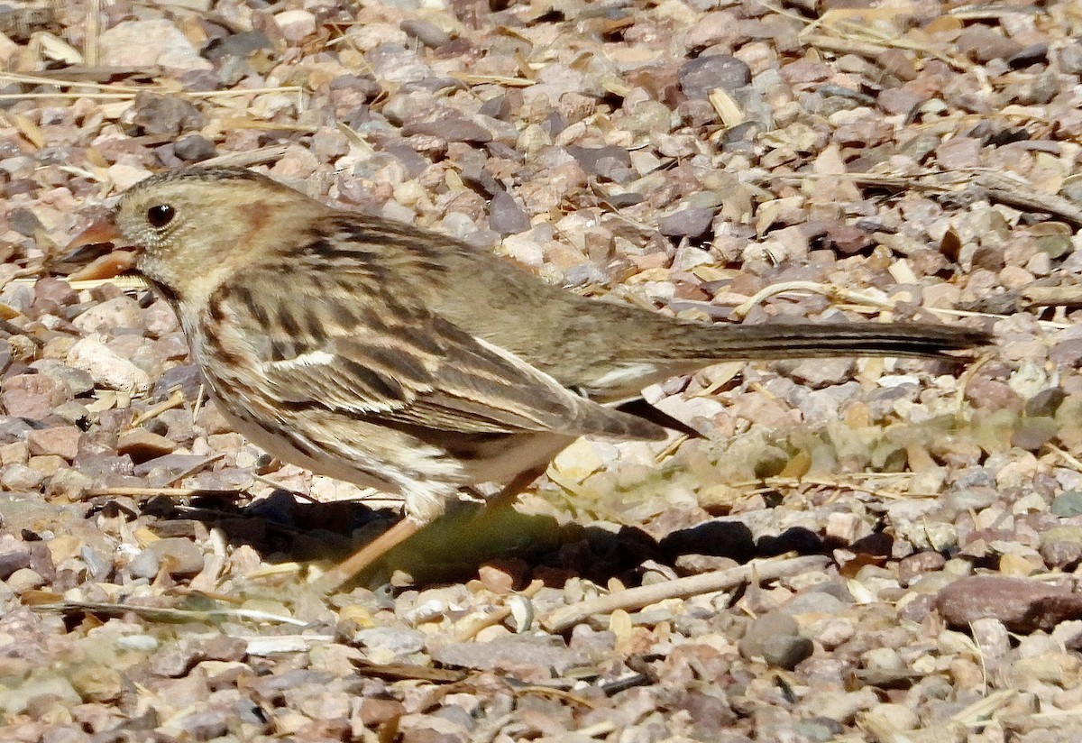 Harris's Sparrow - ML632161408