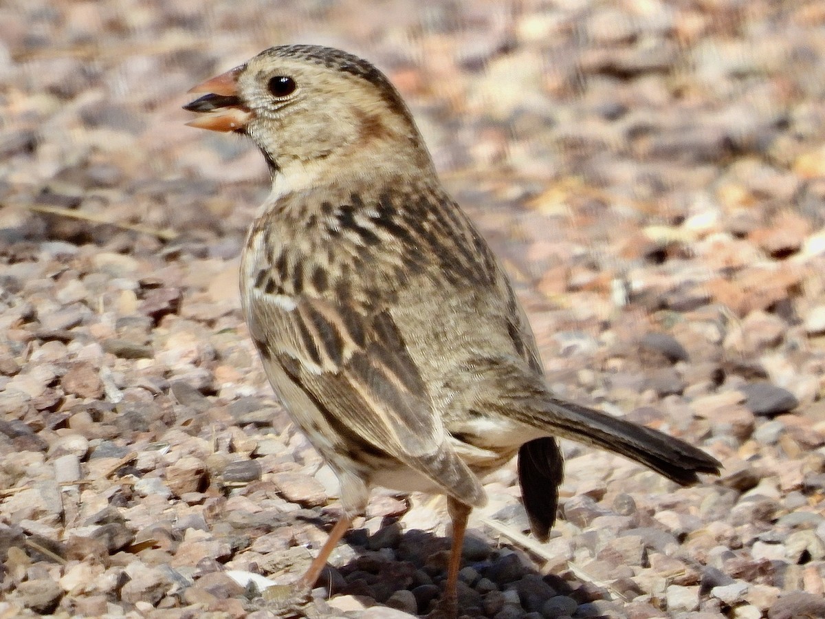 Harris's Sparrow - ML632161409