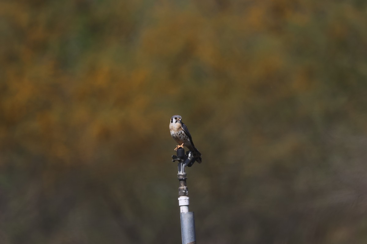 Боривітер американський - ML632161477