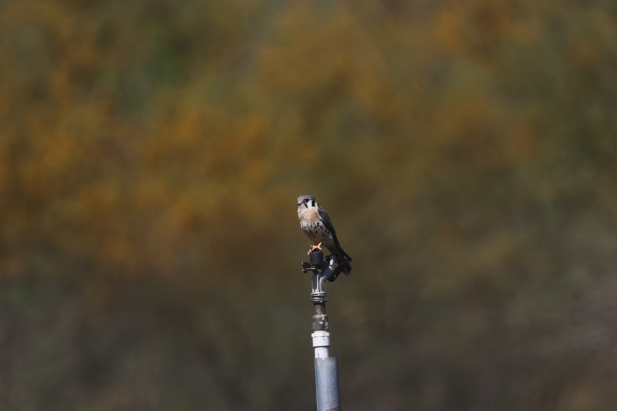 Боривітер американський - ML632161478