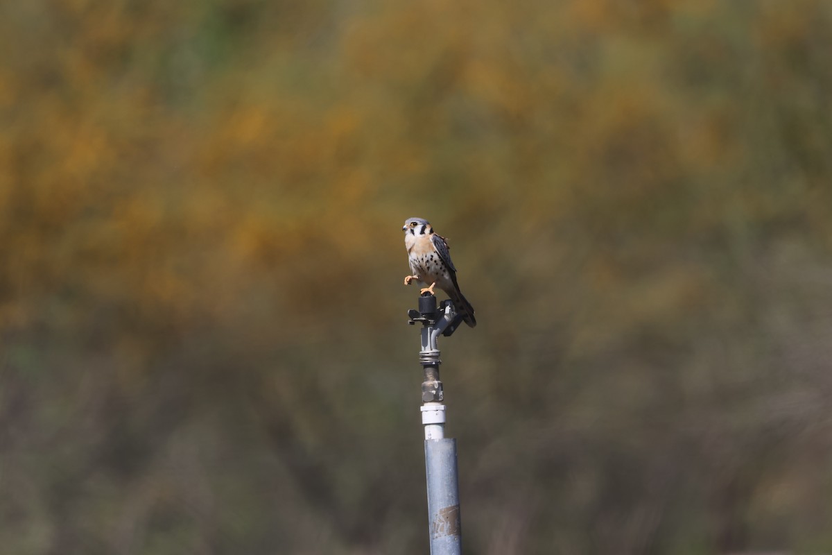 Боривітер американський - ML632161479