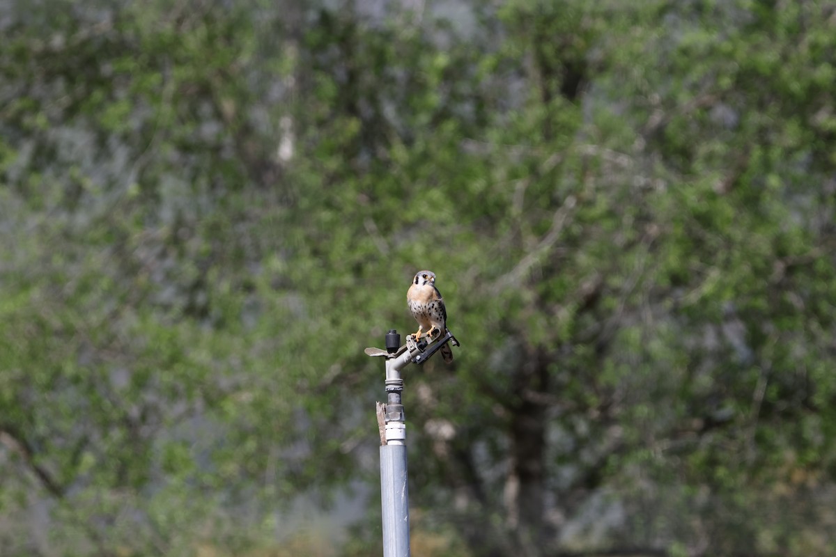 Боривітер американський - ML632161482