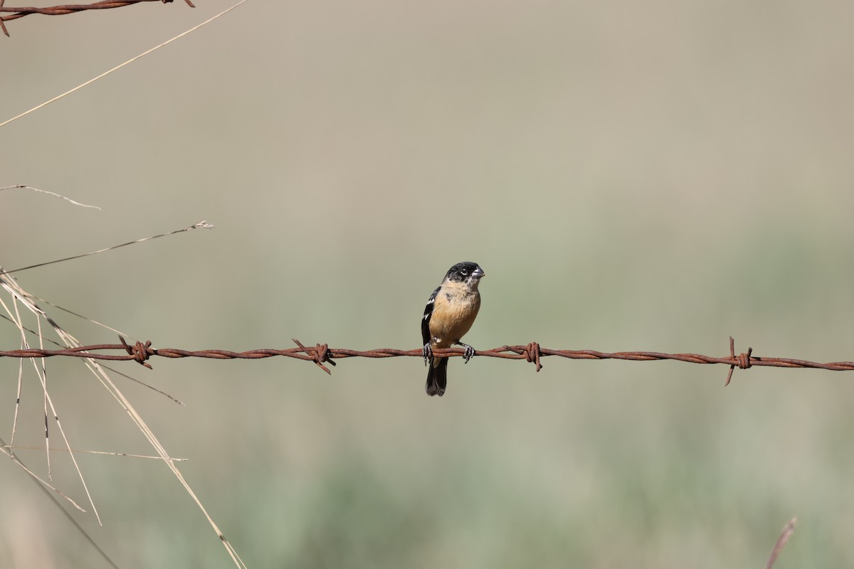 Зерноїд білошиїй - ML632161489