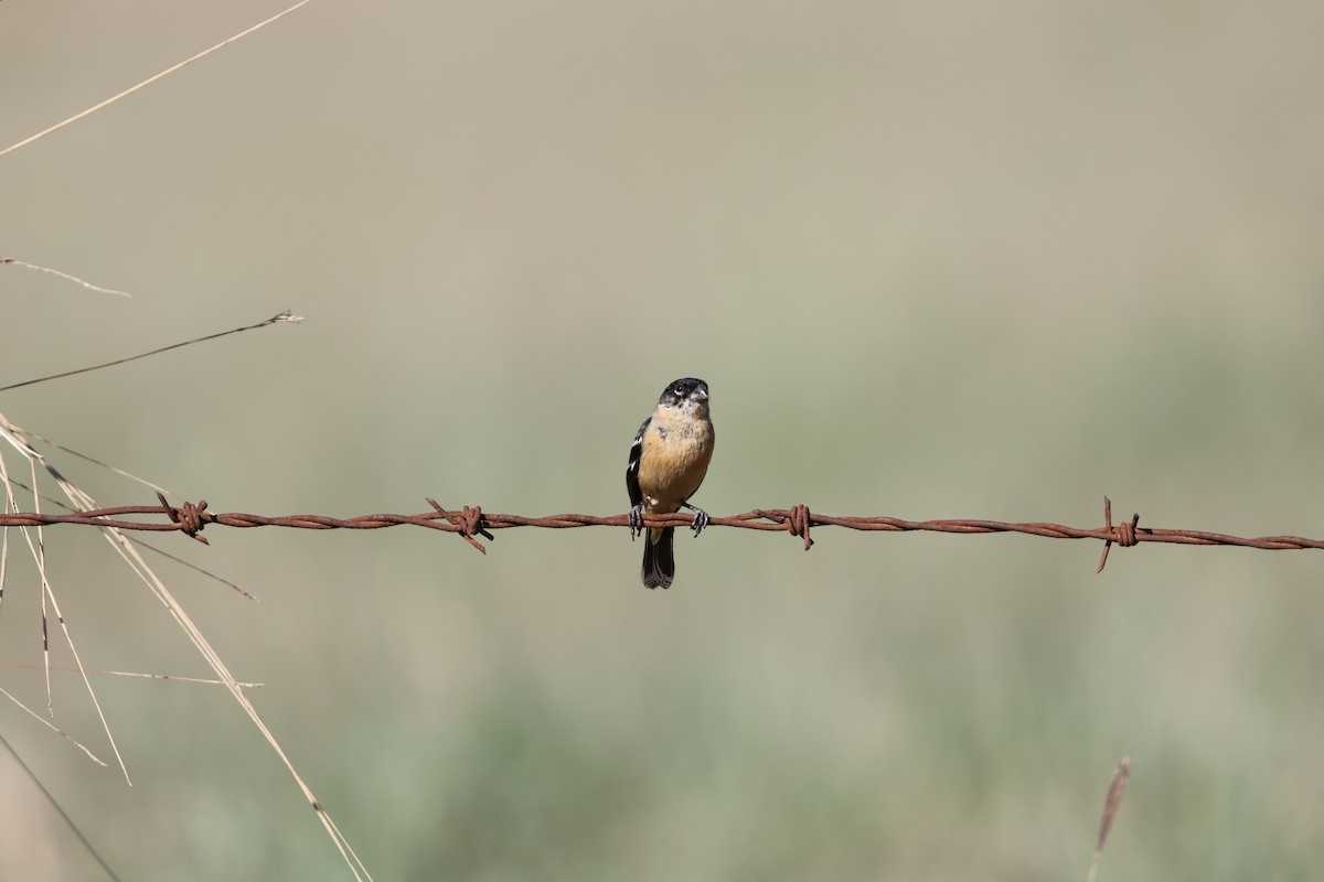 Зерноїд білошиїй - ML632161490