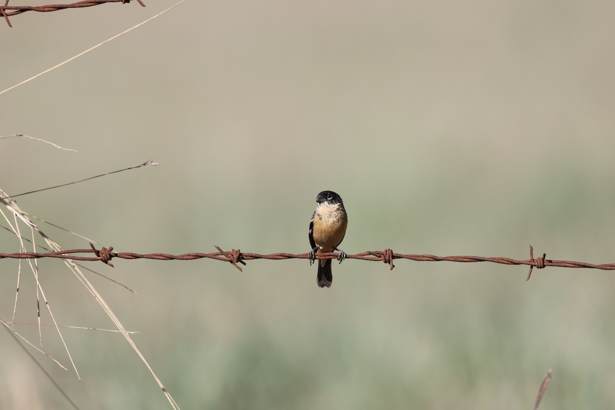Зерноїд білошиїй - ML632161491
