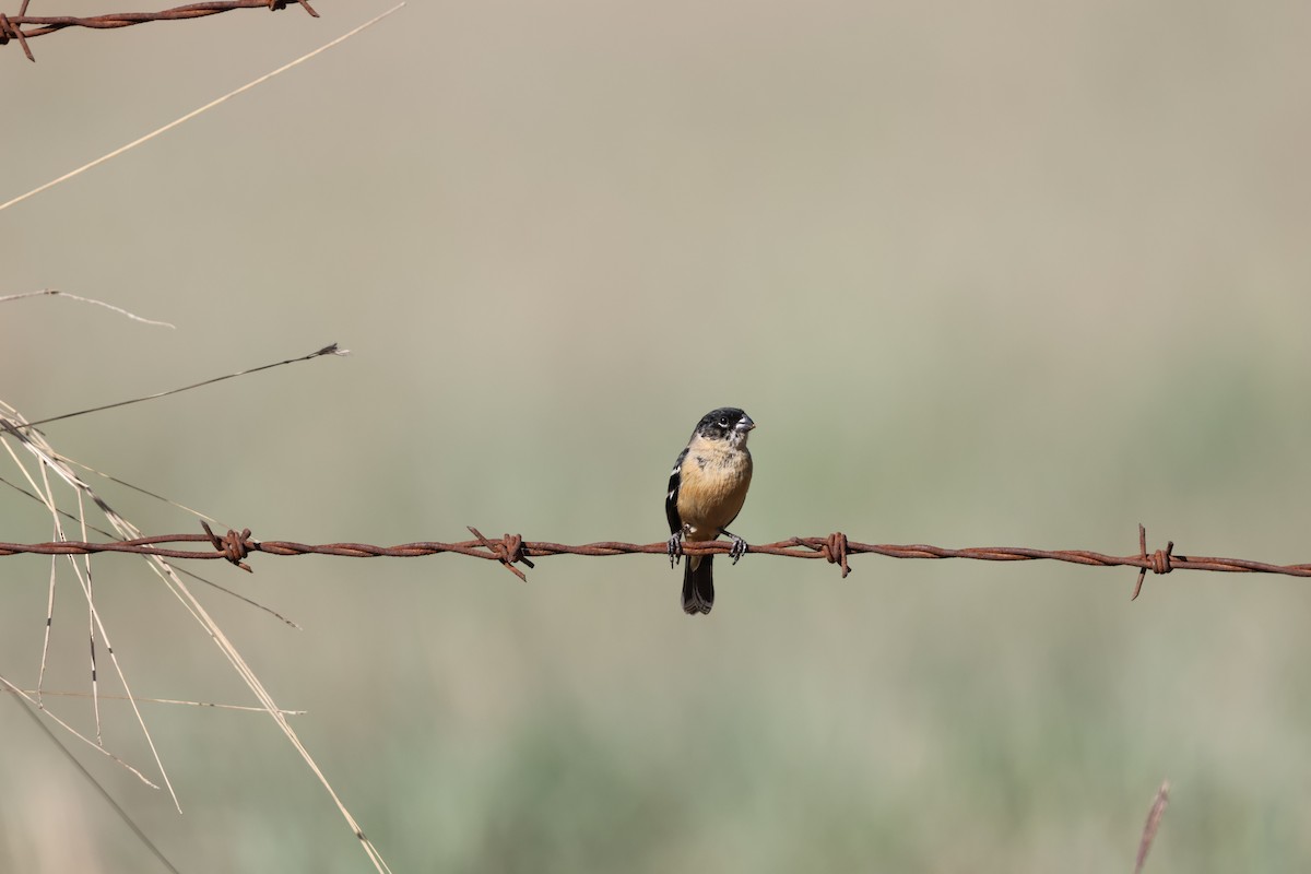 Зерноїд білошиїй - ML632161492