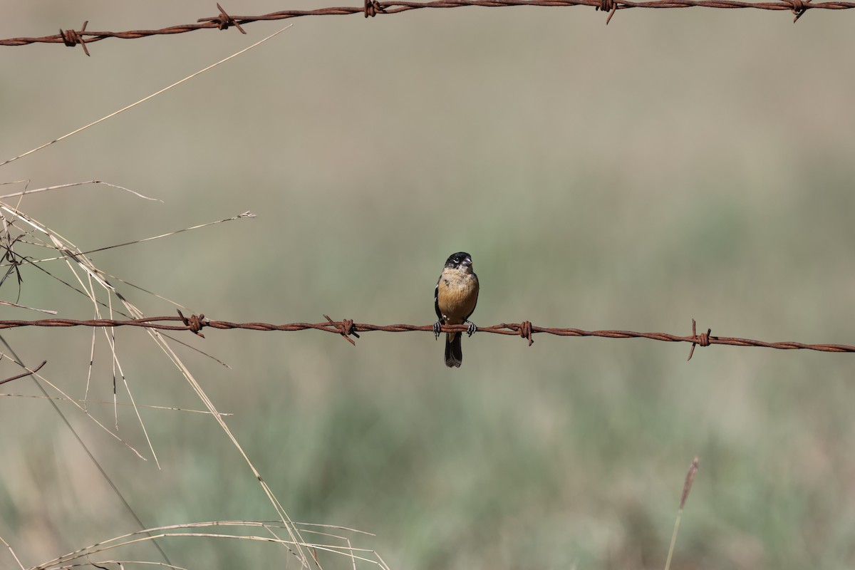 Зерноїд білошиїй - ML632161493