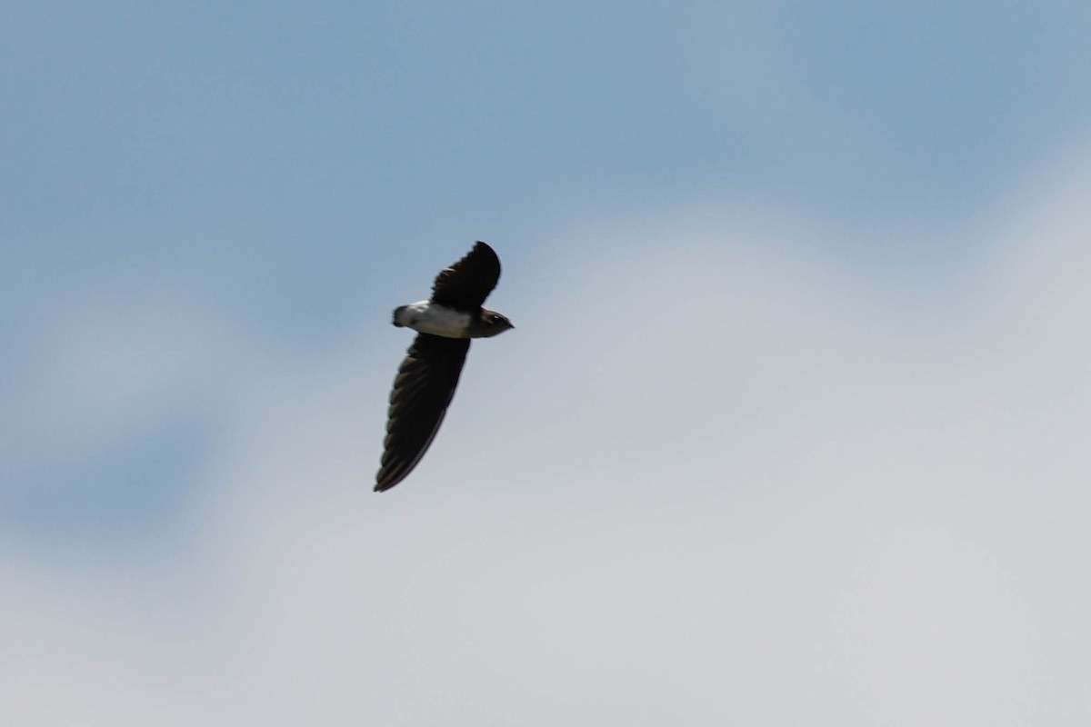 Bat-like Spinetail - ML632161894