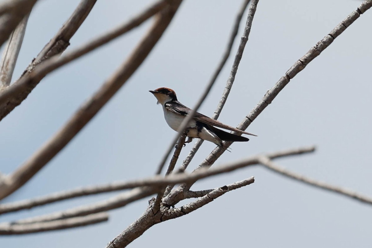 Wire-tailed Swallow - ML632161907