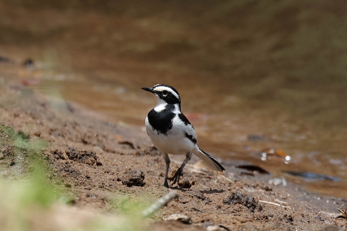 African Pied Wagtail - ML632161919