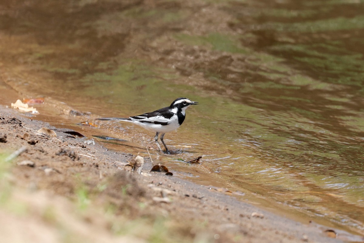 African Pied Wagtail - ML632161920