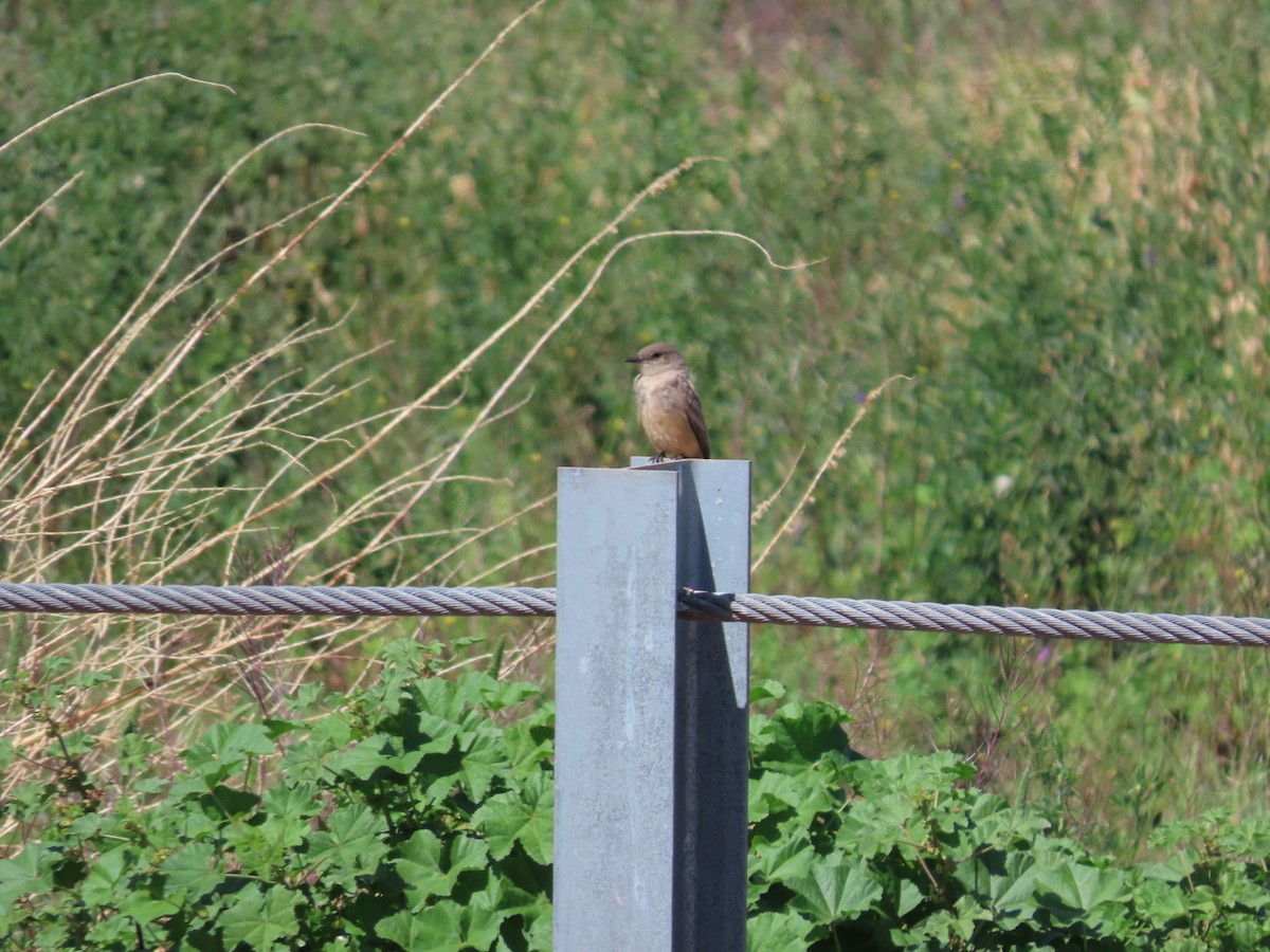 Say's Phoebe - ML632162033