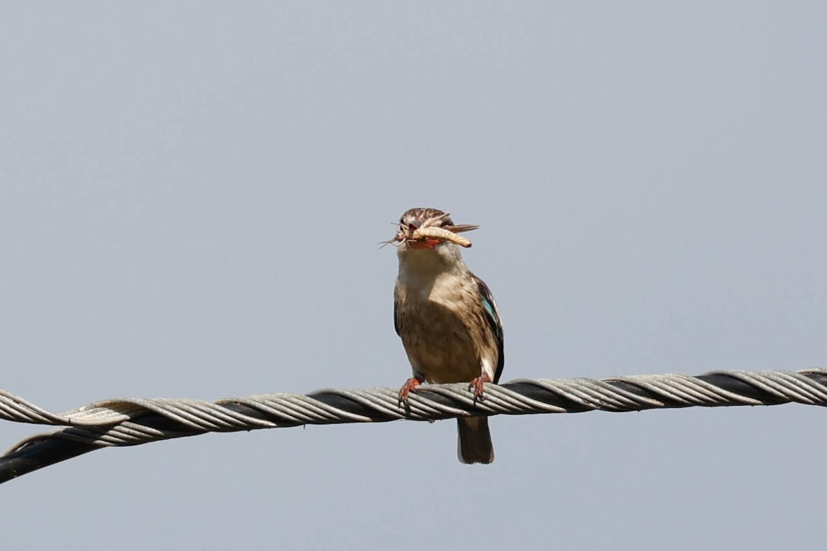 Brown-hooded Kingfisher - ML632162043