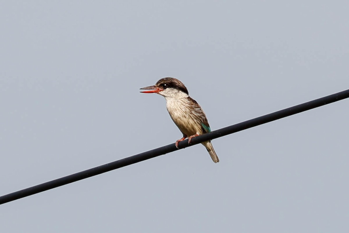 Brown-hooded Kingfisher - ML632162044