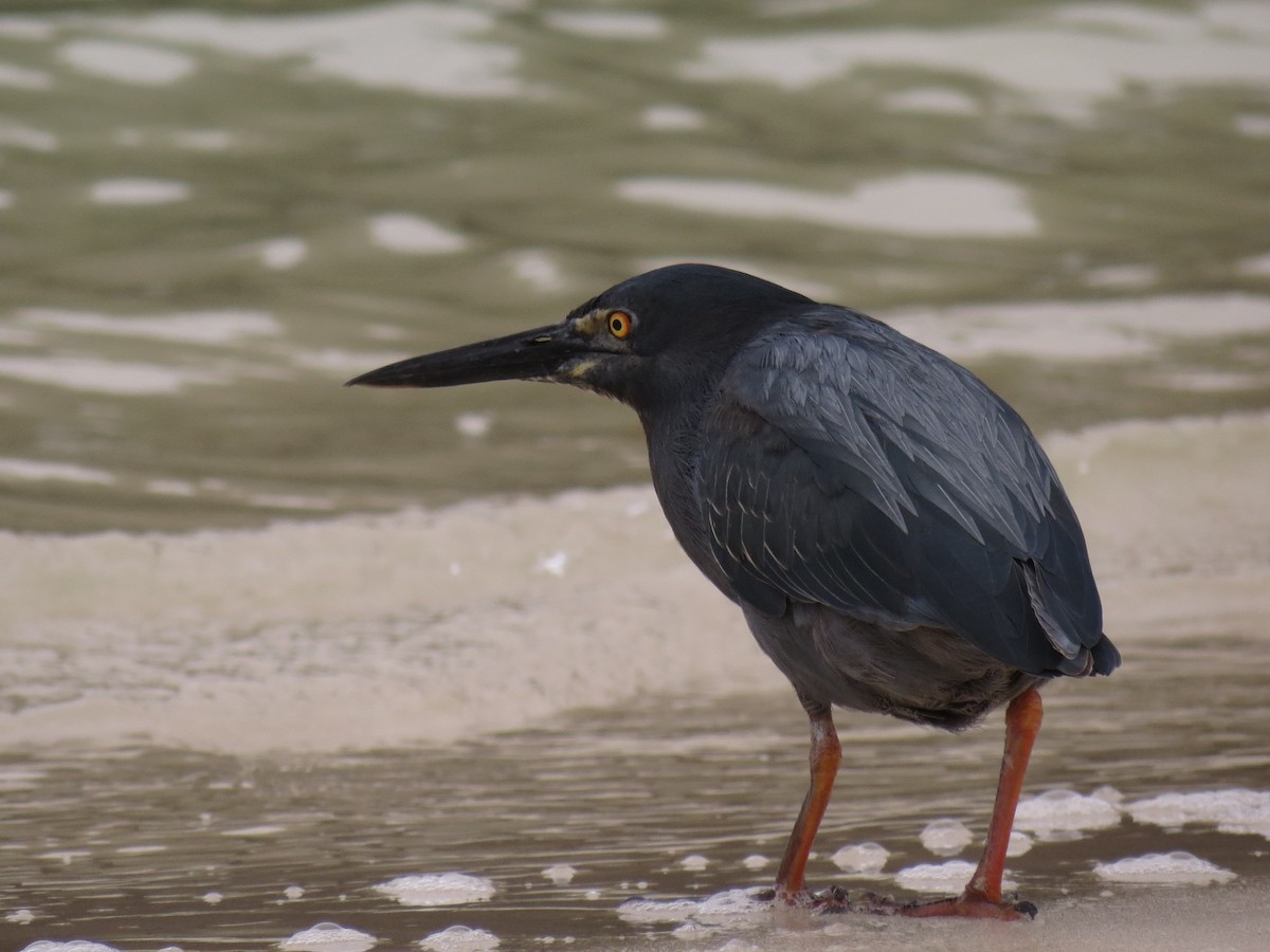 Striated Heron (Galapagos) - ML63216221