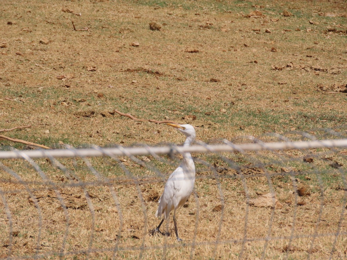Western Cattle-Egret - ML632162273