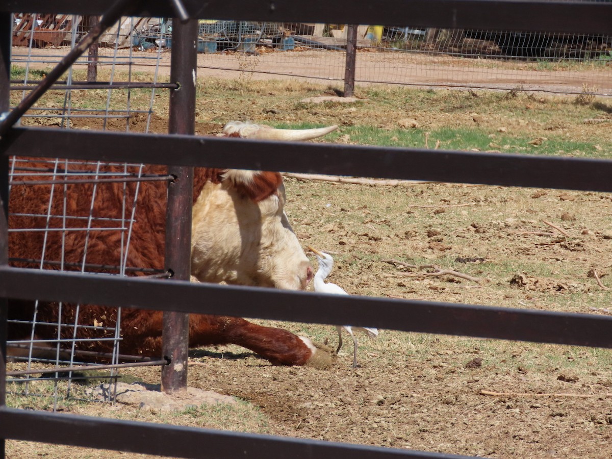 Western Cattle-Egret - ML632162274
