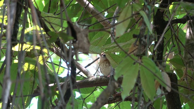 Thrush Babbler - ML632162498