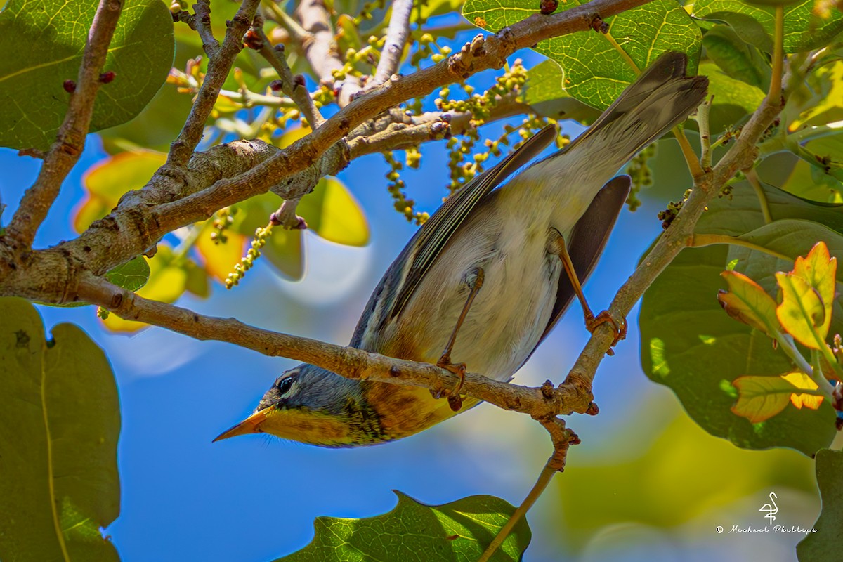 Northern Parula - ML632162512