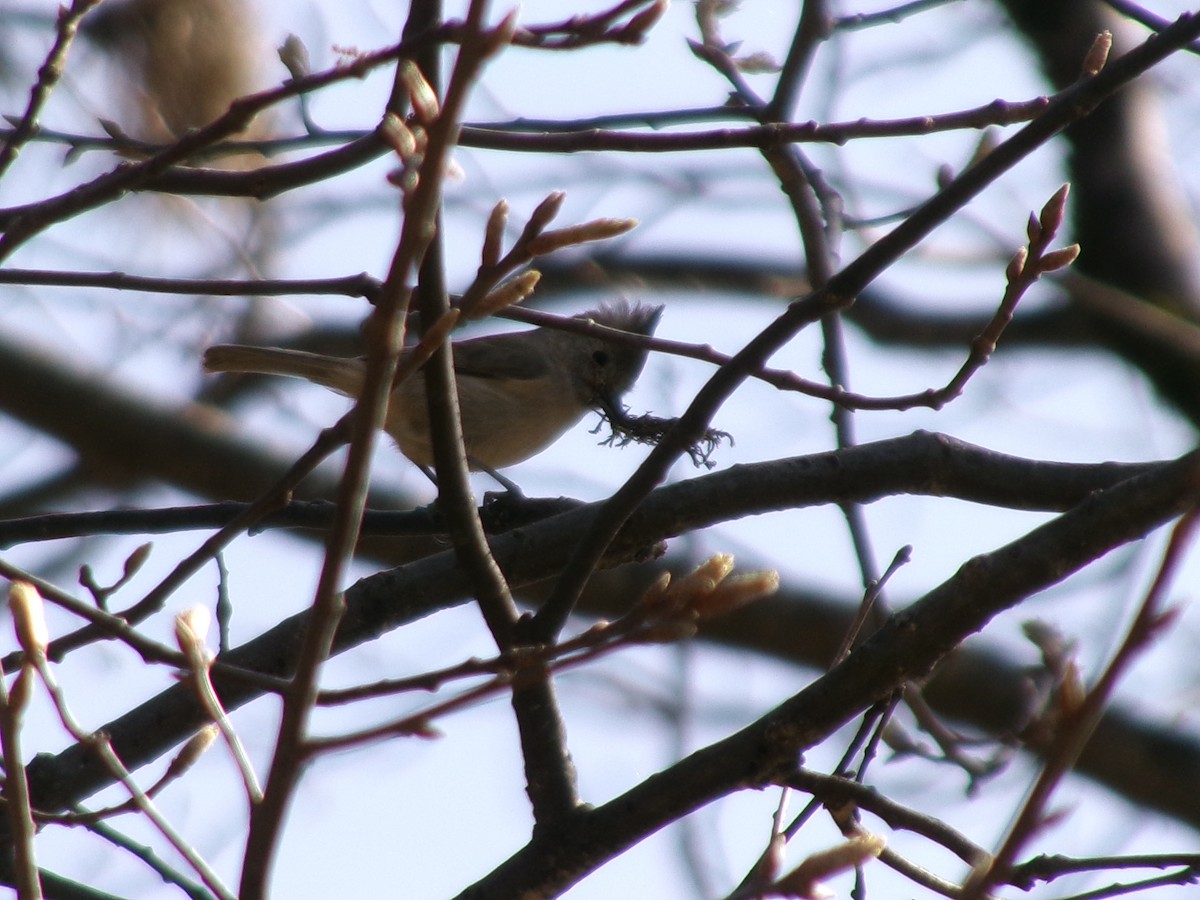 Oak Titmouse - ML632162529