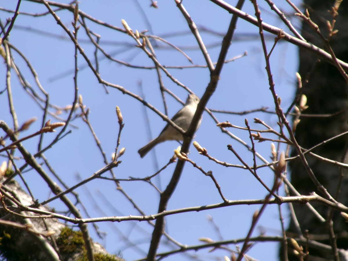 Oak Titmouse - ML632162534