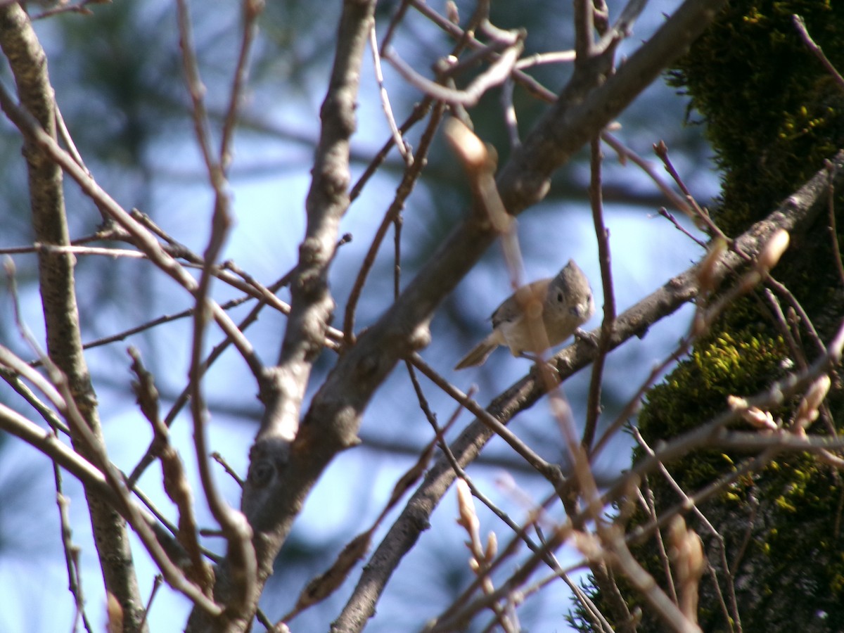 Oak Titmouse - ML632162536