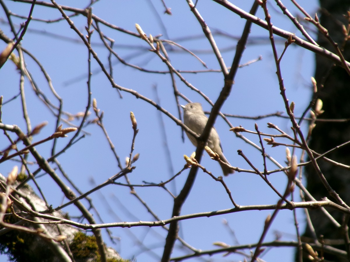 Oak Titmouse - ML632162561