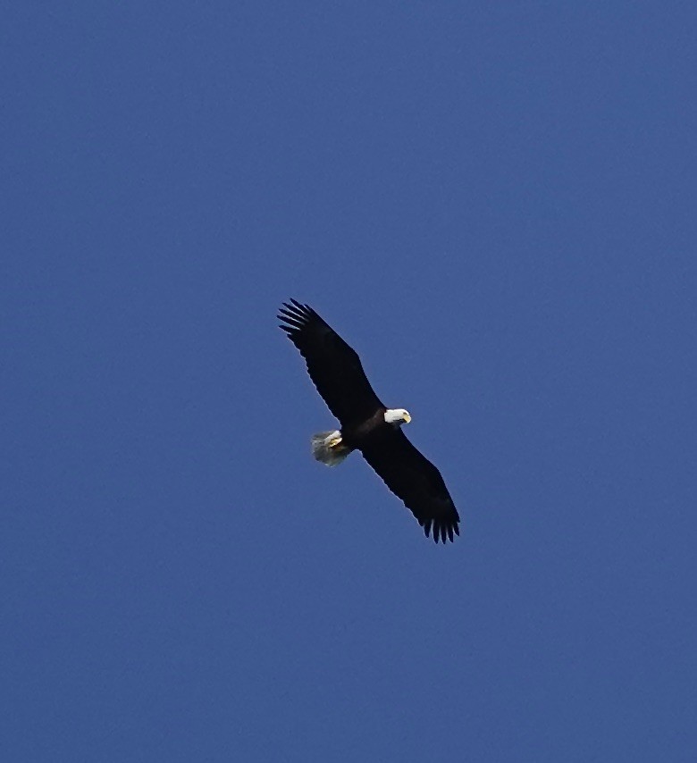 Weißkopf-Seeadler - ML632162600