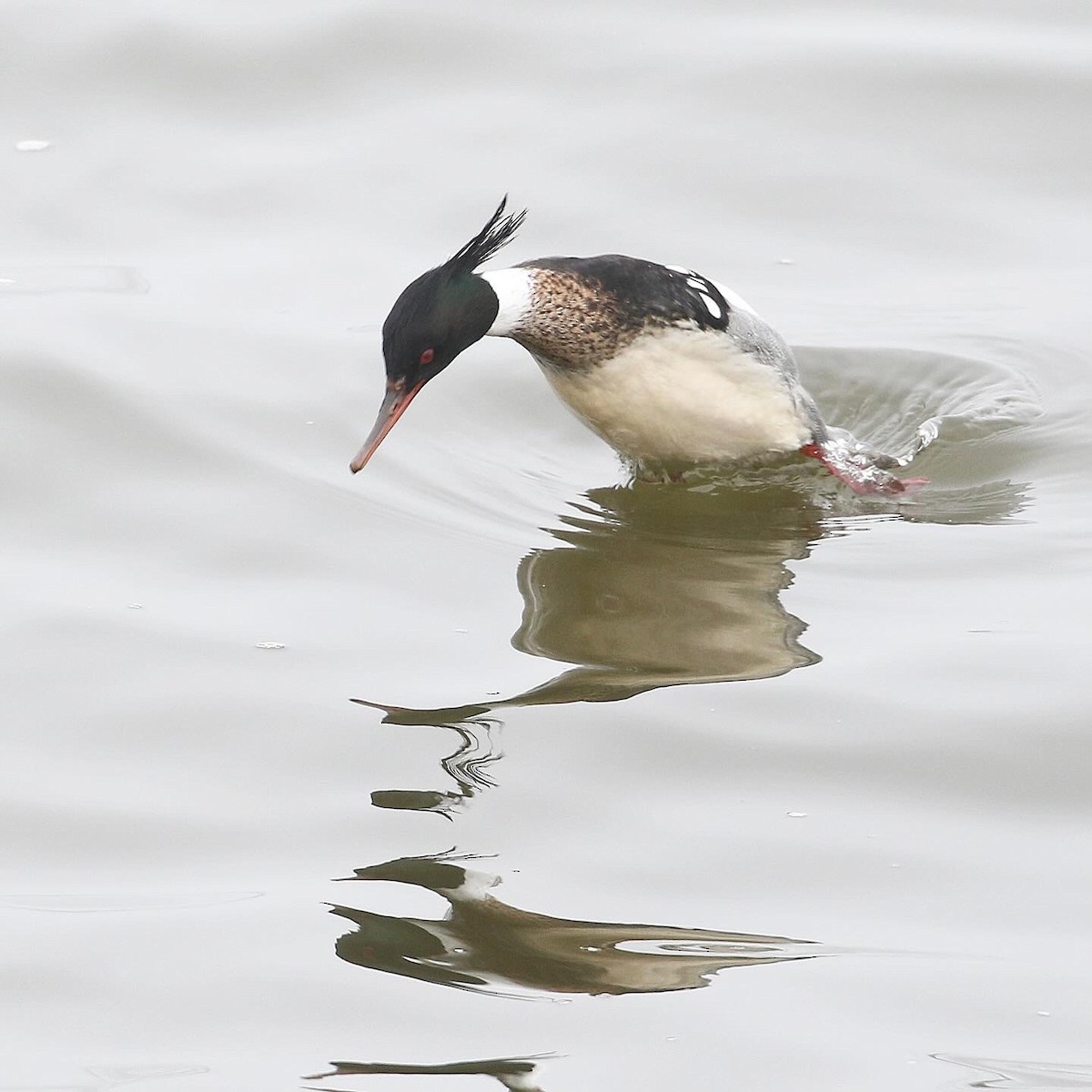 Red-breasted Merganser - ML632162649