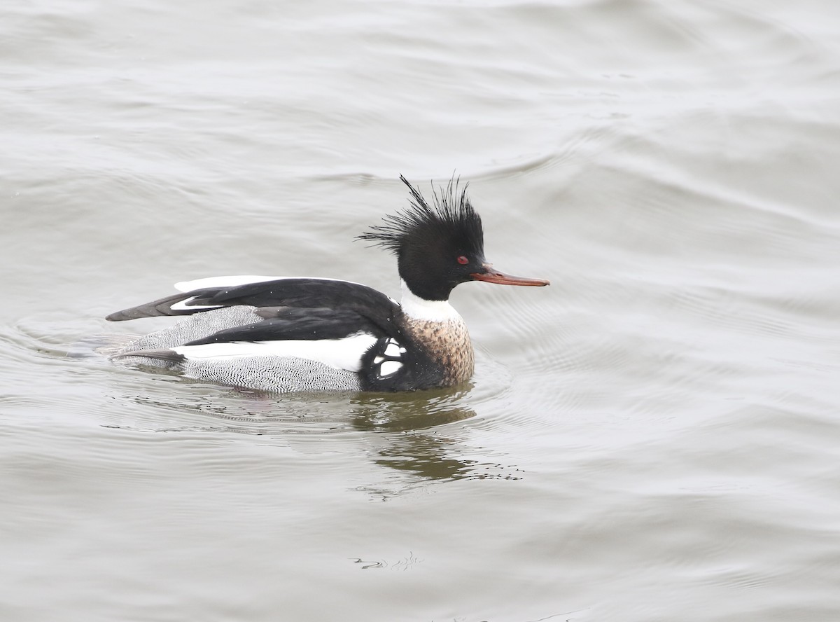 Red-breasted Merganser - ML632162650