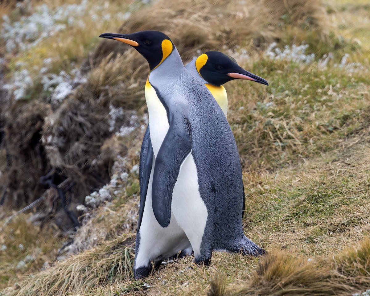 オウサマペンギン - ML632162696