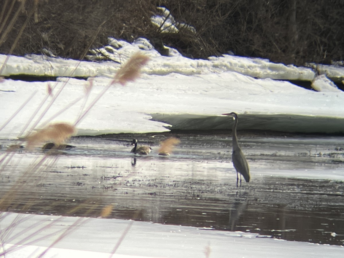 Great Blue Heron - ML632162702