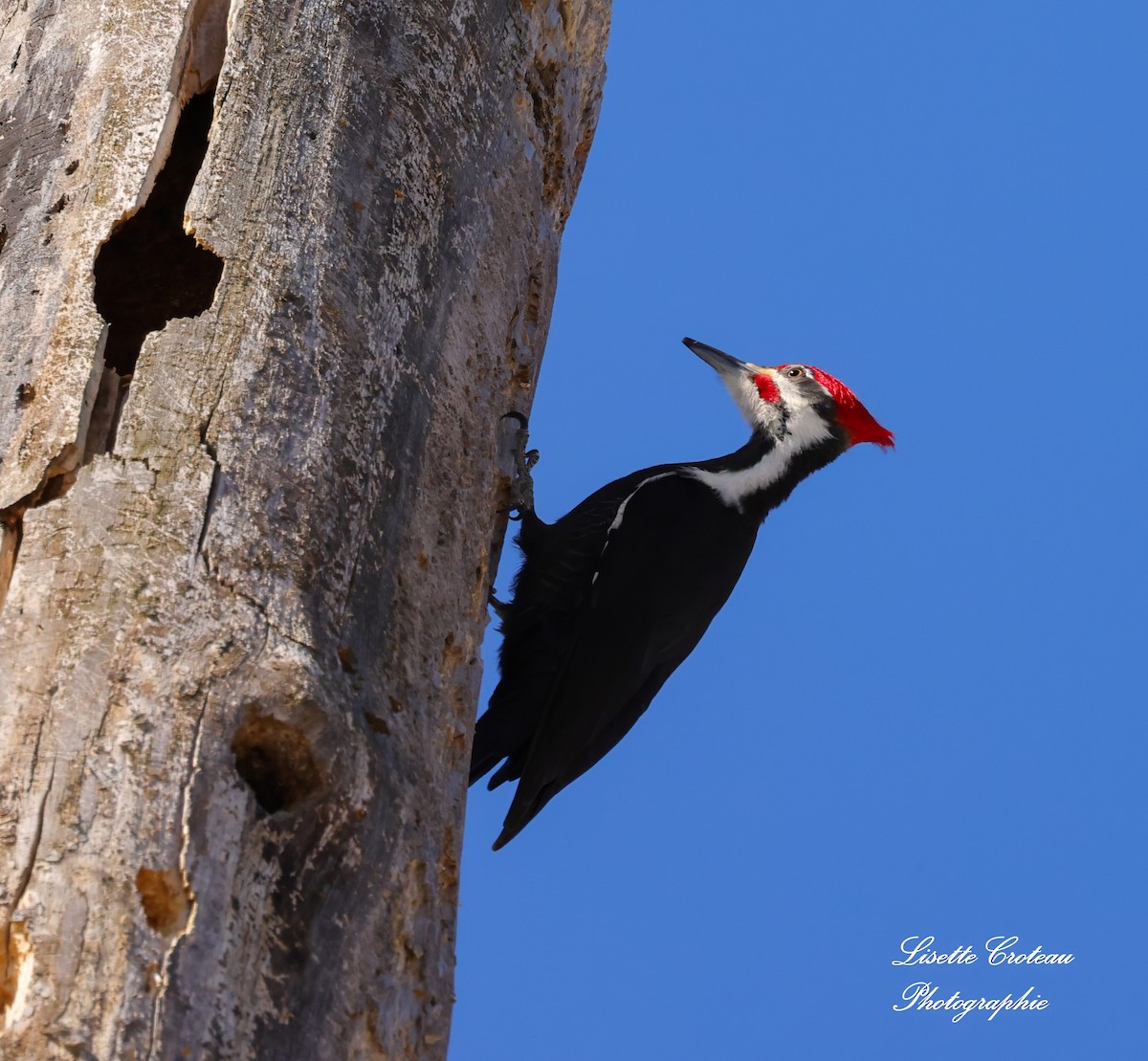 Pileated Woodpecker - ML632162752