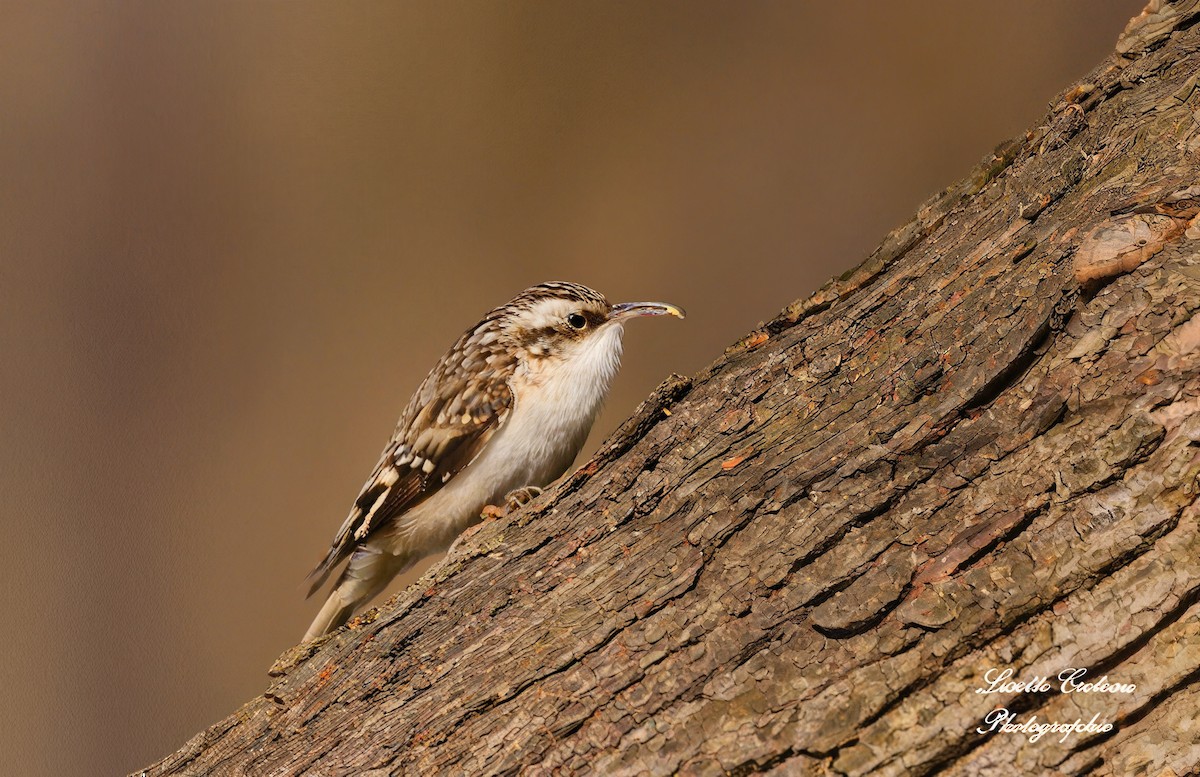 Brown Creeper - ML632162780